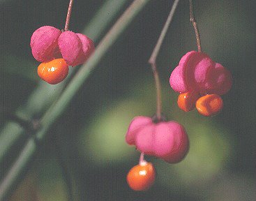 [Euonymus_europaeus_ki.jpg]