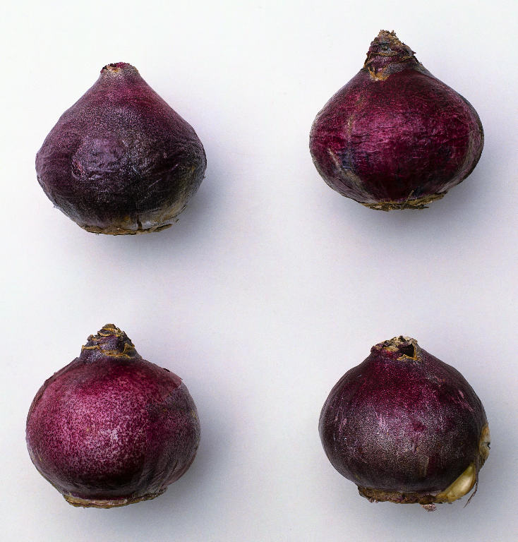 [Hyacinthus+bulbs.jpg]