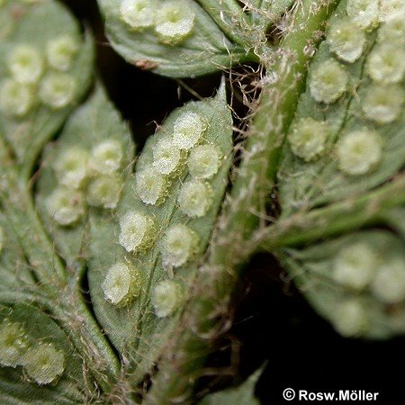 [Polystichum%20setiferum%207DS,I03.jpg]