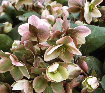 [Helleborus+'Ivory+Prince'.jpg]