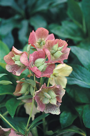 [Helleborus+x+hybridus+Orientalis.jpg]