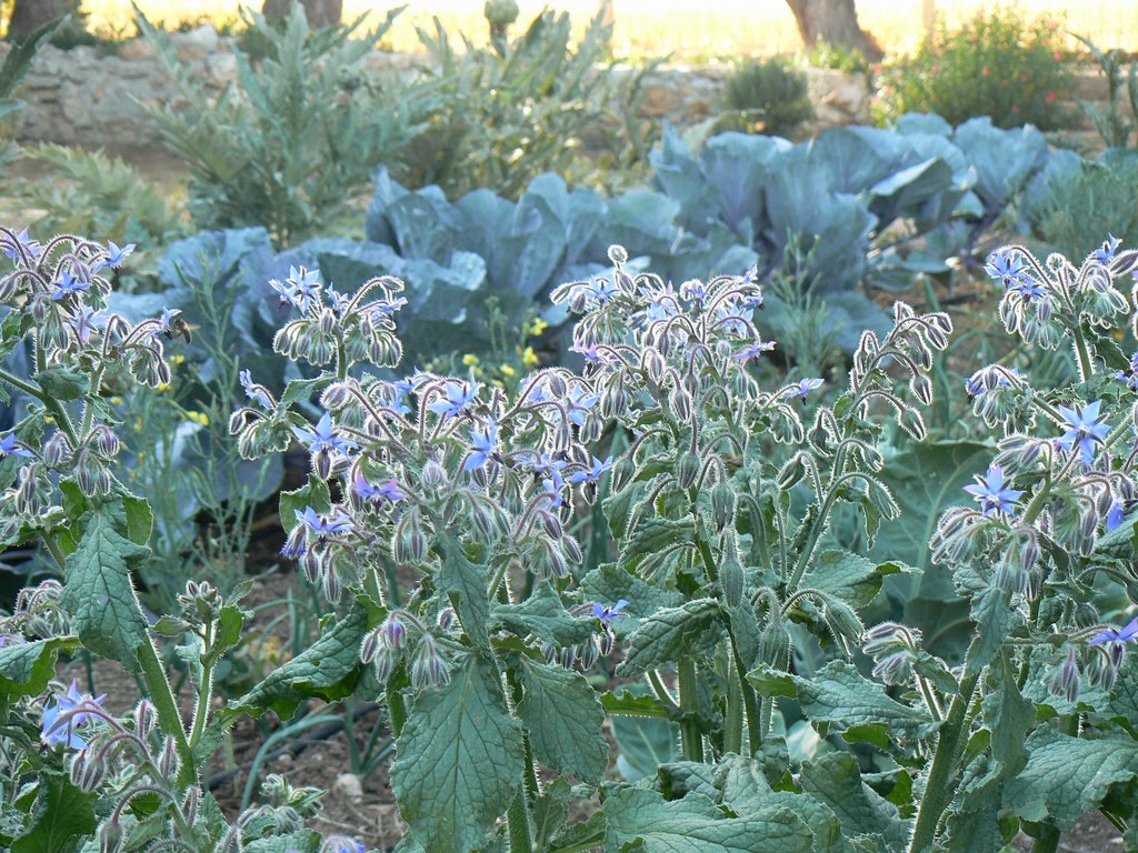 [Jardin+experimental+de+herbáceas+en+Andalucía4.jpg]