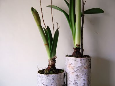 [poppytalk.blogspot.com3.jpg]