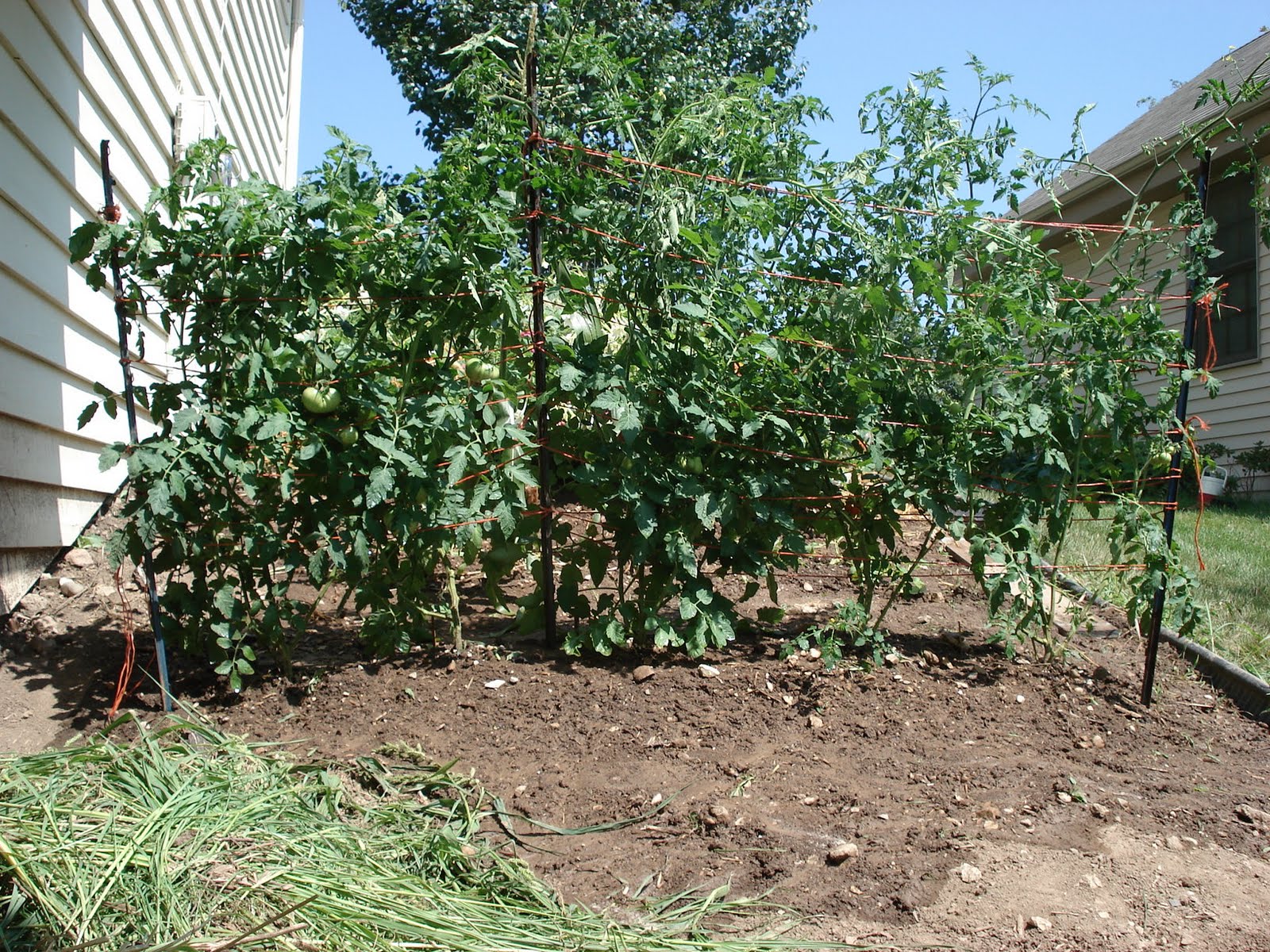 Families Garden How to Stake Tomatoes