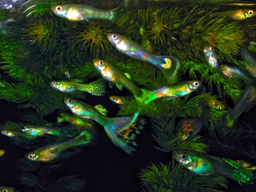 [guppy.2.jpg]
