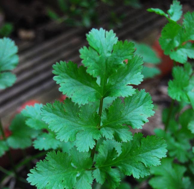 Garden amateur Coriander, cilantro, Chinese parsley