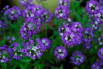 2+Purple+alyssum+3.jpg