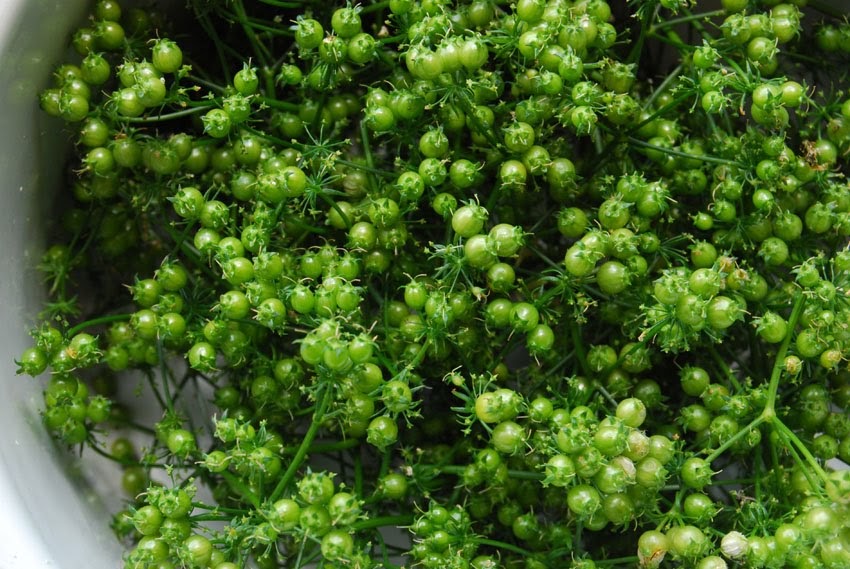 Garden amateur Harvesting coriander seed