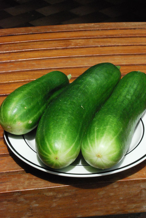 Lebanese Cucumber Plant