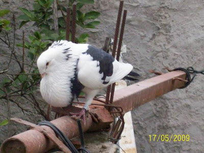 aves aves