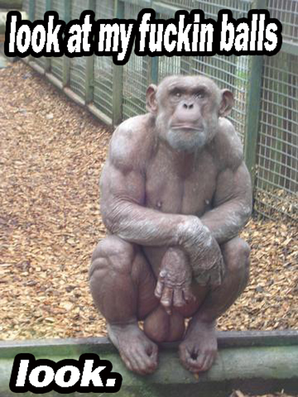 World's Most Funniest Animals Photos (12) World's Most Funniest Animals Photos (12)