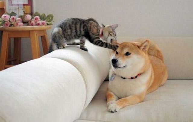 funny cats with guns. Funny Cats And Dogs Images; Funny Cats And Dogs Images. skubish. Sep 11, 08:16 PM. I was at work. cats with guns. funny cats with guns. Funny Cats And Dogs Images; Funny Cats And Dogs Images. skubish. Sep 11, 08:16 PM. I was at work.