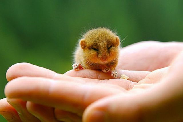 اصغر الحيوانات في العالم .  Funny+Smallest+Pets+Photos+%25288%2529