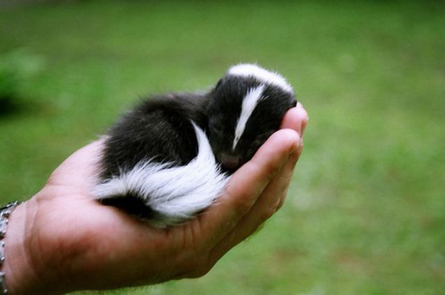 اصغر الحيوانات في العالم .  Funny+Smallest+Pets+Photos+%252815%2529
