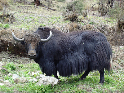 yak nose