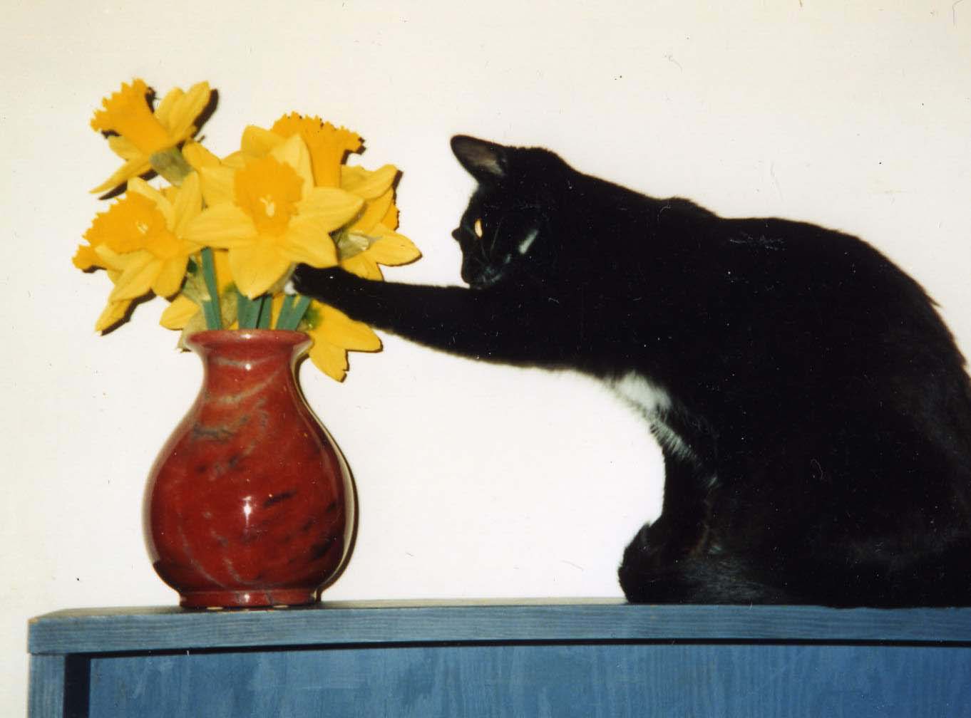 [cat.jpeg]