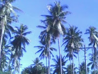 El Magic Beach Resort