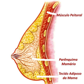 composição da mama