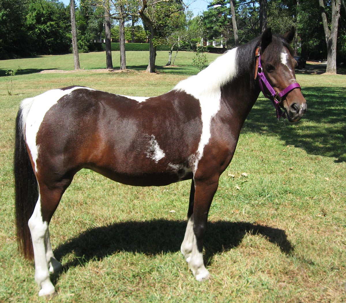 welsh ponies for sale Top Hd Wallpapers