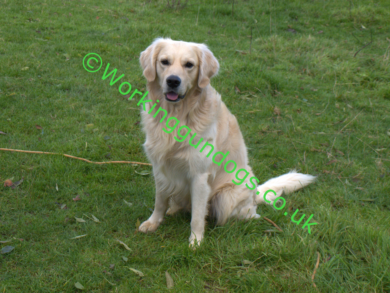 golden retriever obedience working gundogs golden retriever max starting obedience golden retriever obedience working gundogs golden retriever max starting obedience