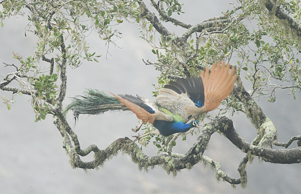peacock in flight