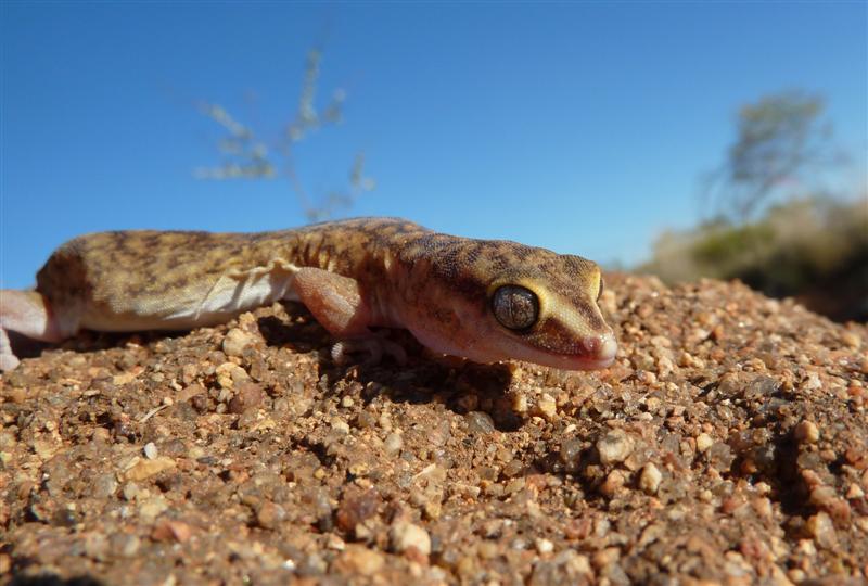 WA Zoologist: The Geckos and Legless Lizards