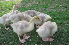 18 Day Old Goslings