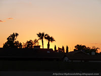 Palm Tree Silhouette at Sunset in North Phoenix