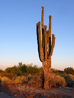 Giant Saguaro Cactus in North Phoenix