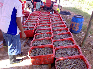 93 Gambar Abstrak Udang Paling Bagus 93 Gambar Abstrak Udang Paling Bagus