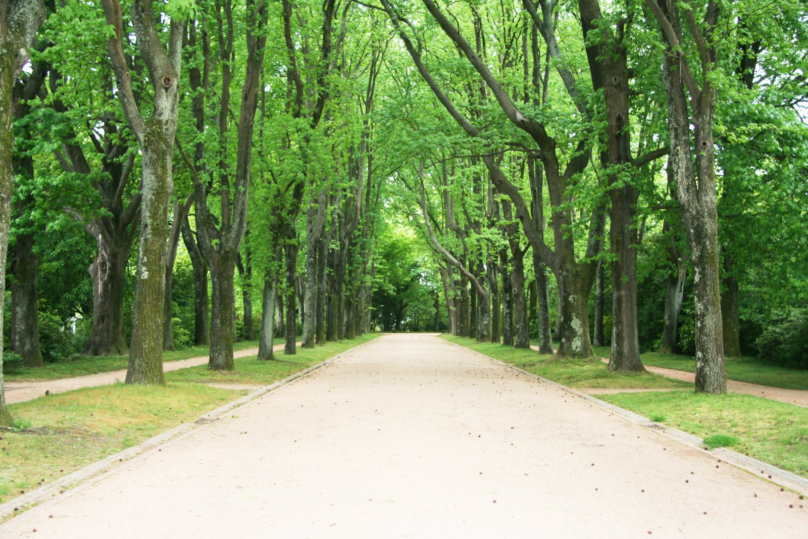 [bosque]