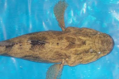 Ikan Ketutu Malaysia