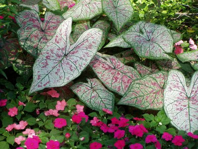 Fancy Leaf Caladiums