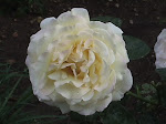 Mom's Peace Rose