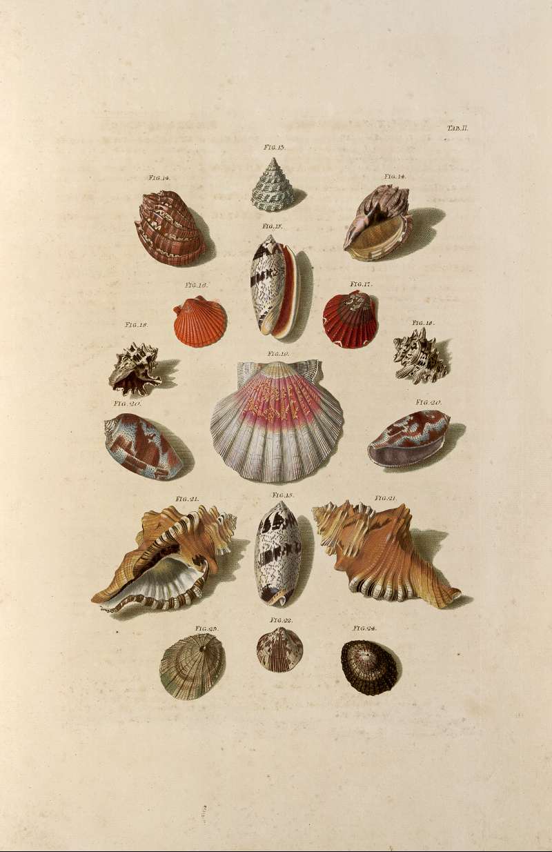Shell Collection Printable Vintage Art Art Art Prints
