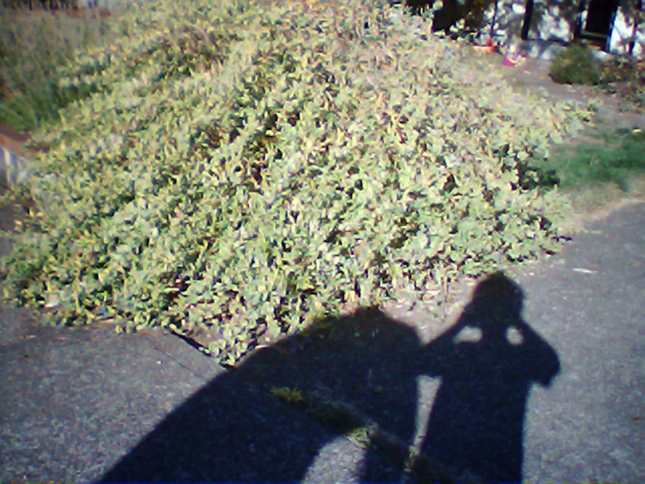 [IMG_0310.JPG]