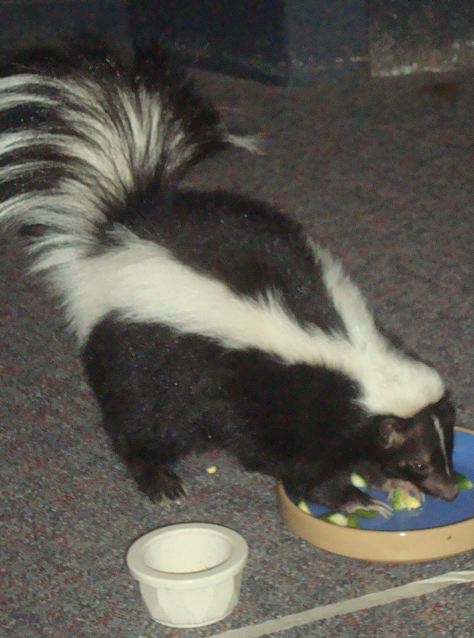 [skunk]