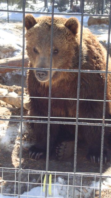 [bear]