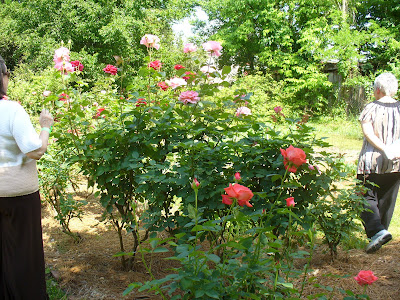 The Country Diary of a Southern Lady: Rose Garden