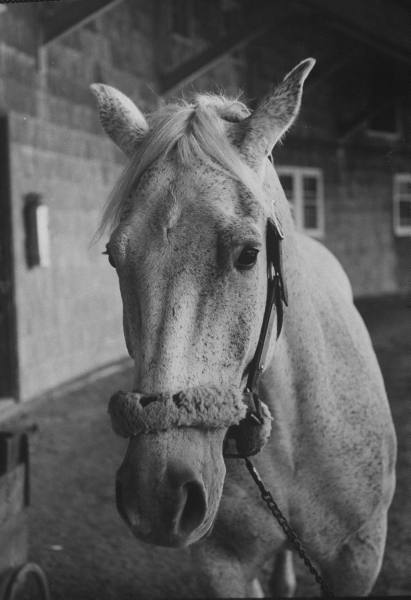 Equestrian british riding federation championships entries nominated fei jumping announced european maher explosion ben The Modern Equestrian: May 2010