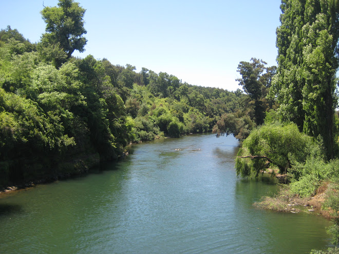 Bureo River at the village of Mulchén