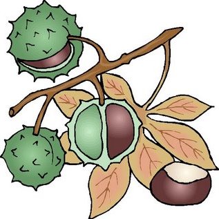 [O+Castanheiro.bmp]