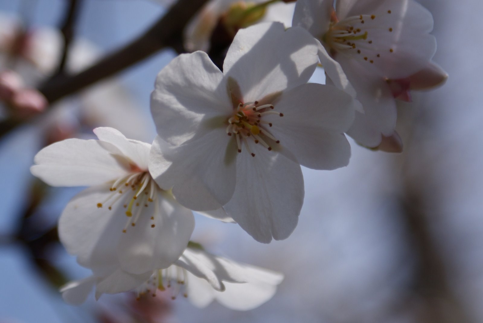 [spring+022.JPG]