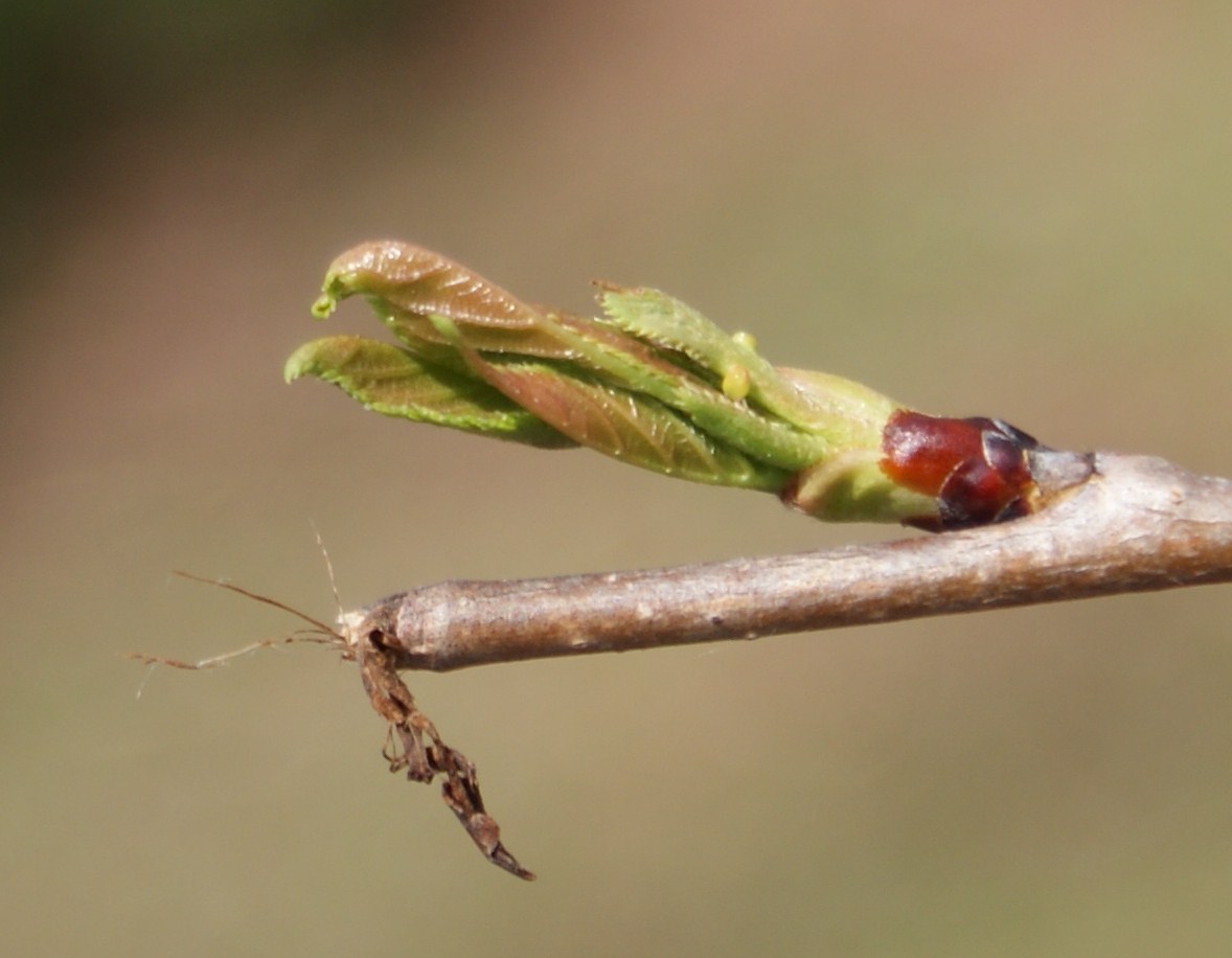 [spring+023.JPG]