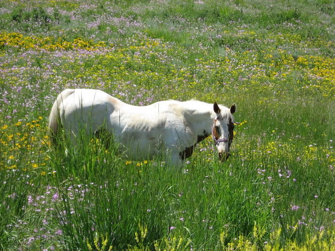 Horse on the Hilltop, July 13th, 2008