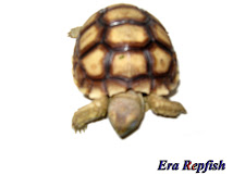 Zulcata Tortoise 6cm