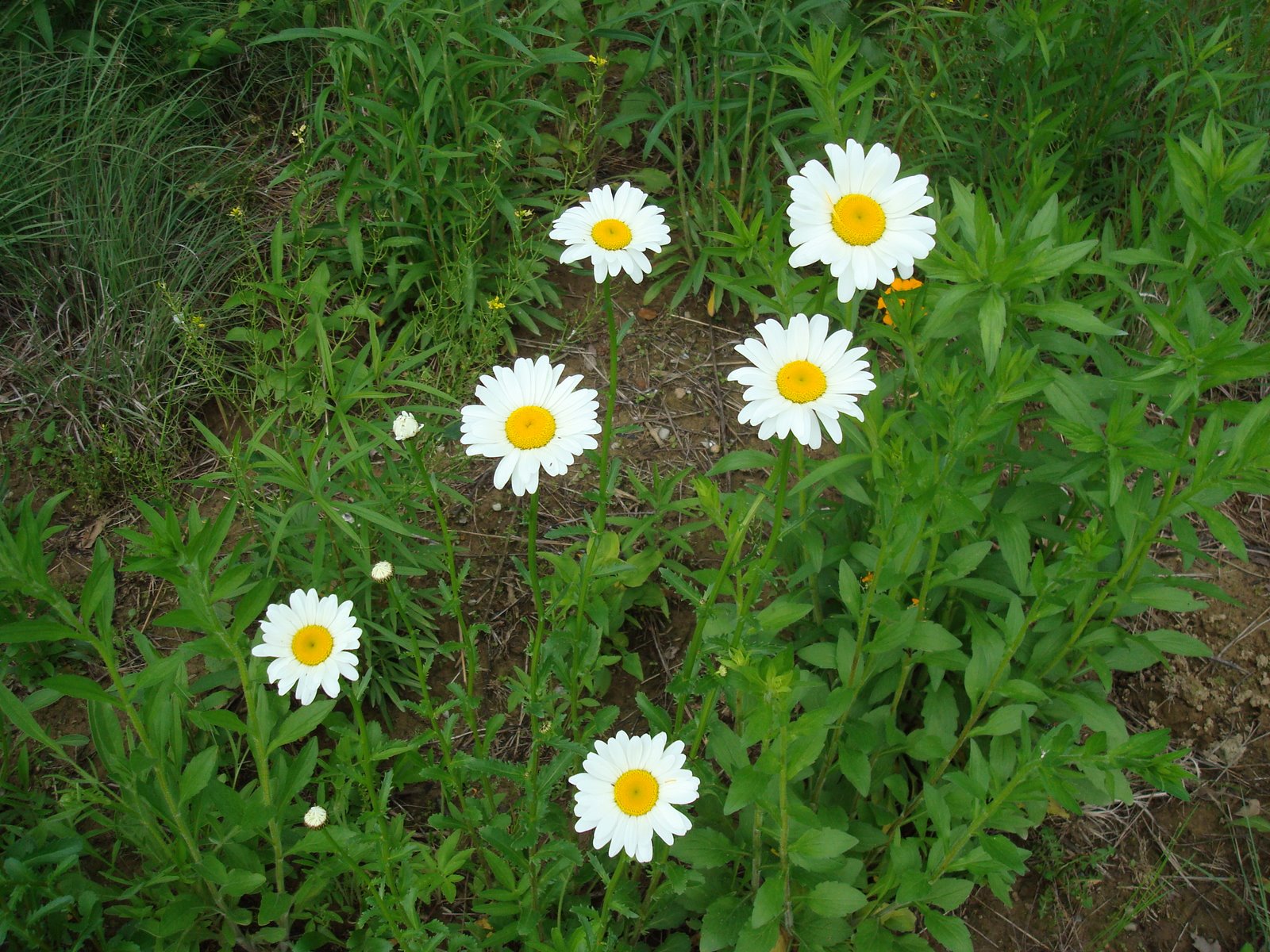 [daisy.JPG]
