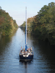 Bird on a Wire in the Dismal Swamp