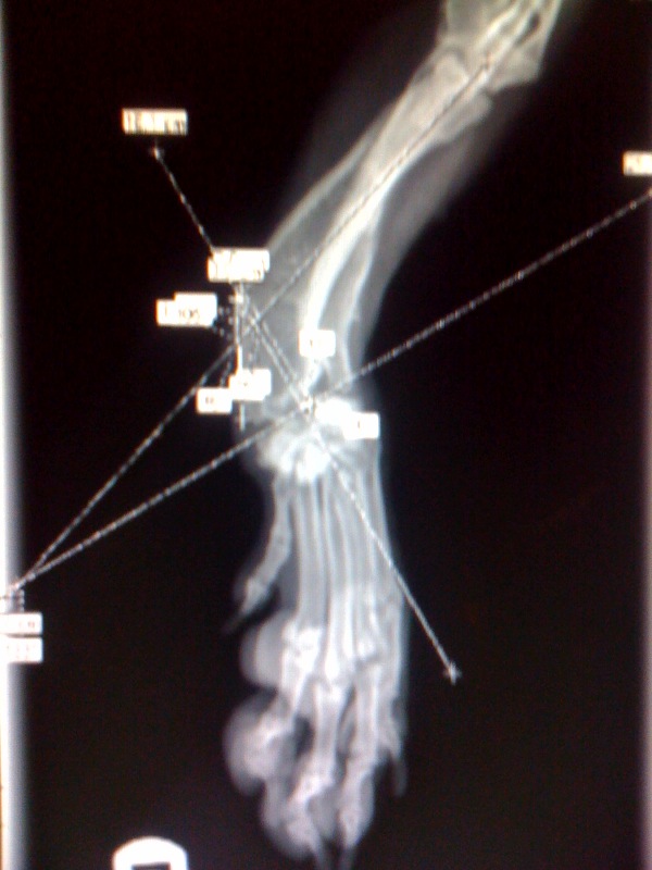 Flipper Foot