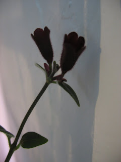 Lipstick Plant flower